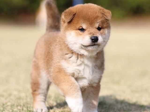 FP5A1480-puppy FP5A1480-puppy