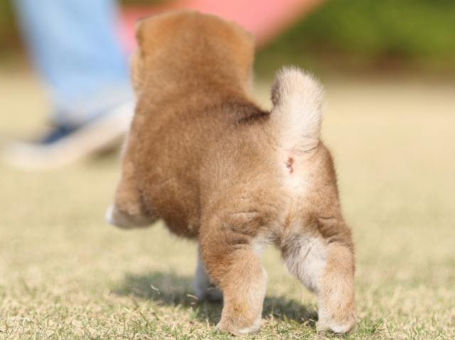FP5A1490-puppy FP5A1490-puppy
