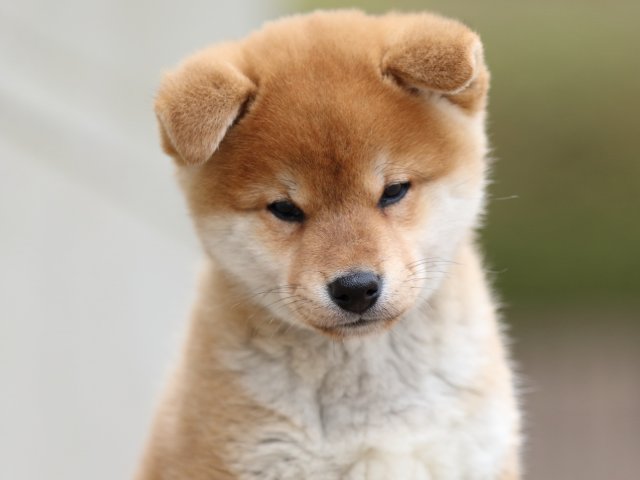 FP5A1609-puppy FP5A1609-puppy