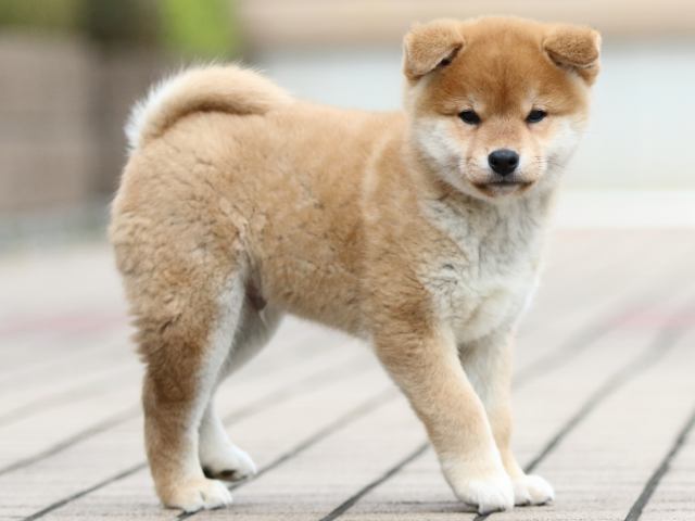 FP5A1659-puppy FP5A1659-puppy