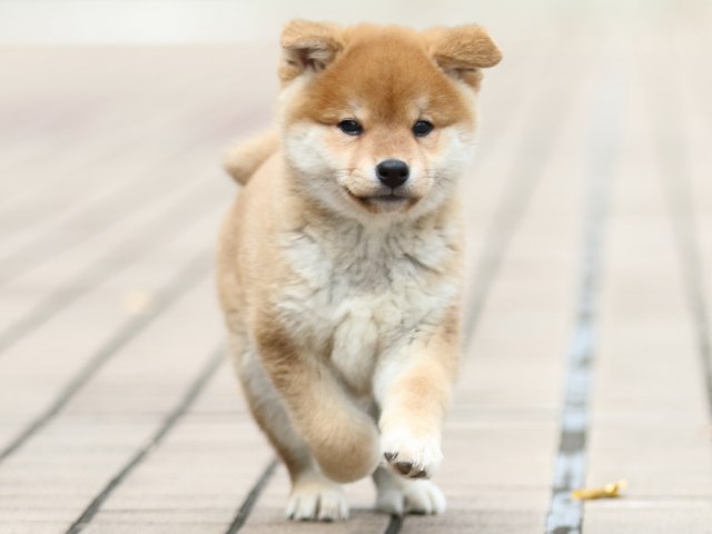 FP5A2030-puppy FP5A2030-puppy