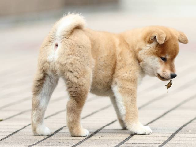 FP5A2052-puppy FP5A2052-puppy