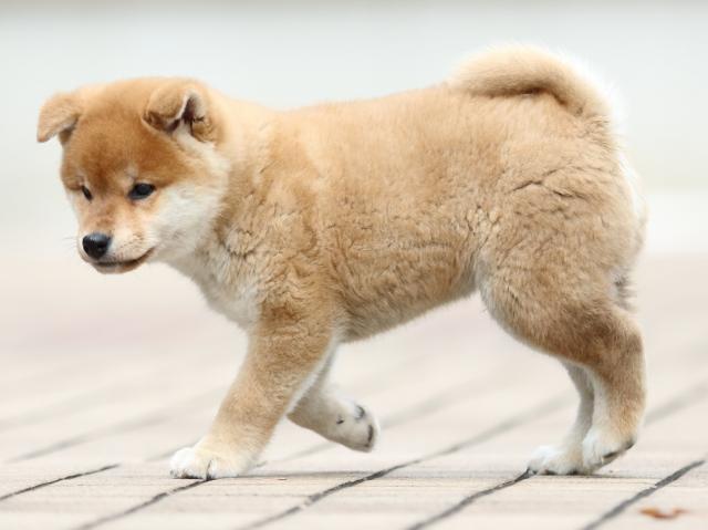 FP5A2055-puppy FP5A2055-puppy