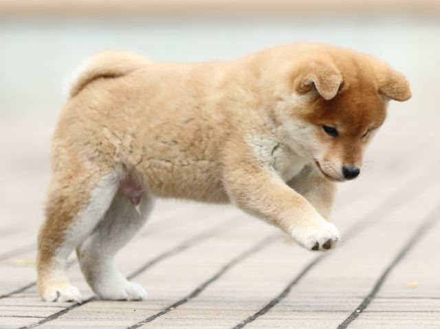FP5A2061-puppy FP5A2061-puppy