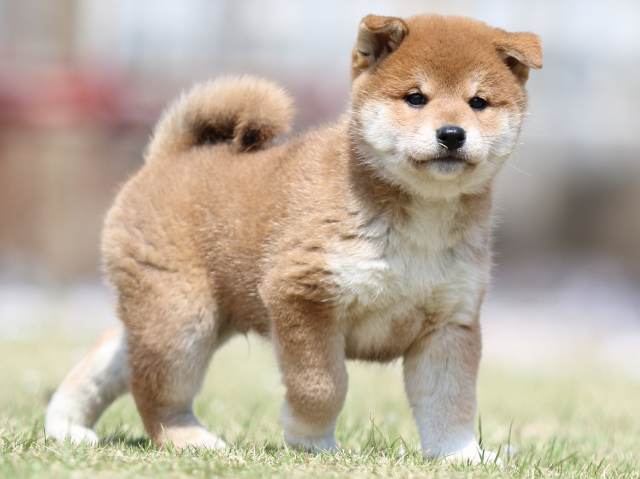 FP5A3236-puppy FP5A3236-puppy