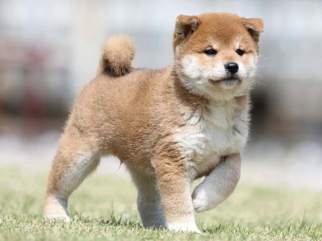 FP5A3241-puppy FP5A3241-puppy