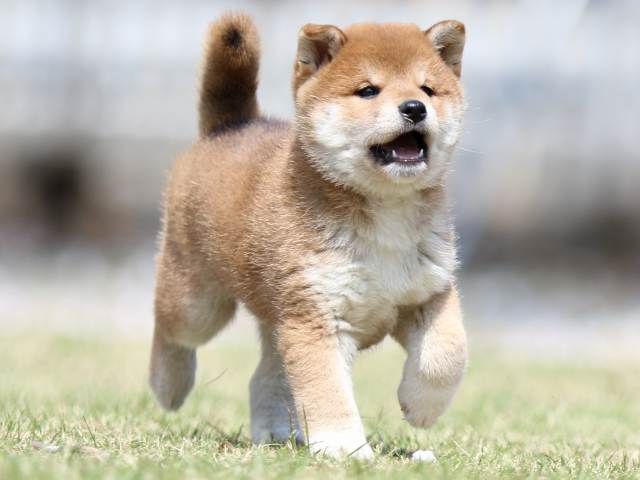 FP5A3244-puppy FP5A3244-puppy