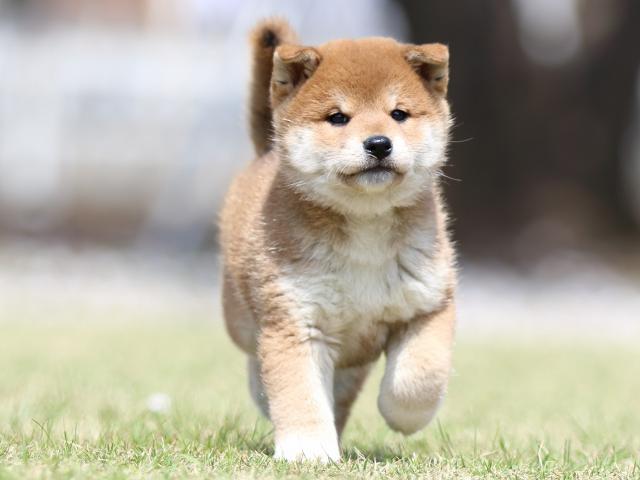 FP5A3251-puppy FP5A3251-puppy
