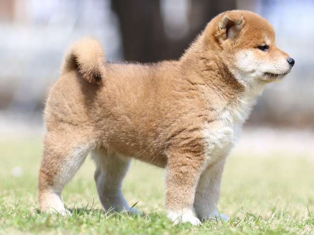 FP5A3260-puppy FP5A3260-puppy