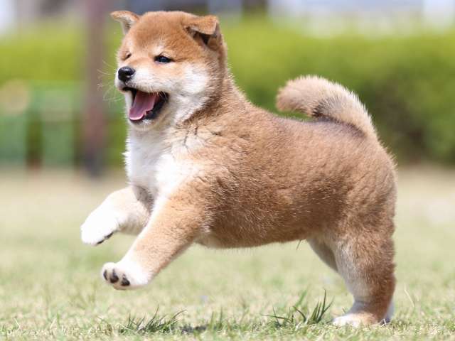 FP5A3307-puppy FP5A3307-puppy