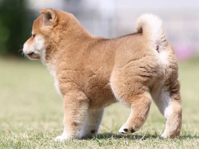 FP5A3313-puppy FP5A3313-puppy
