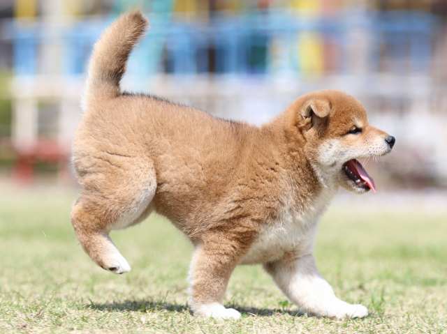 FP5A3324-puppy FP5A3324-puppy