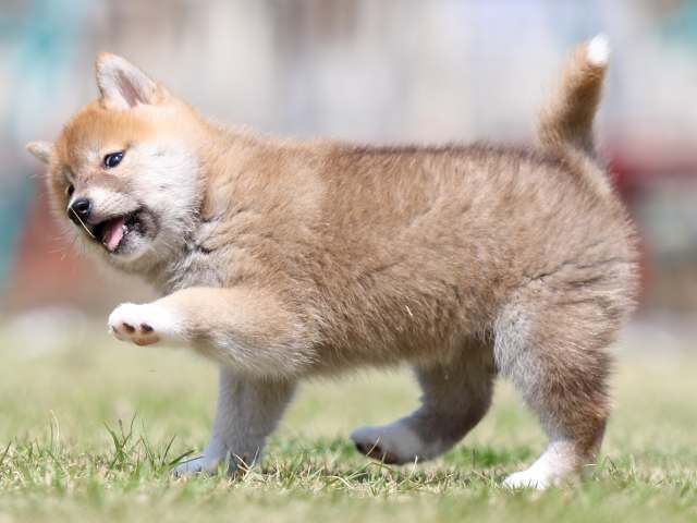 FP5A3462-puppy FP5A3462-puppy