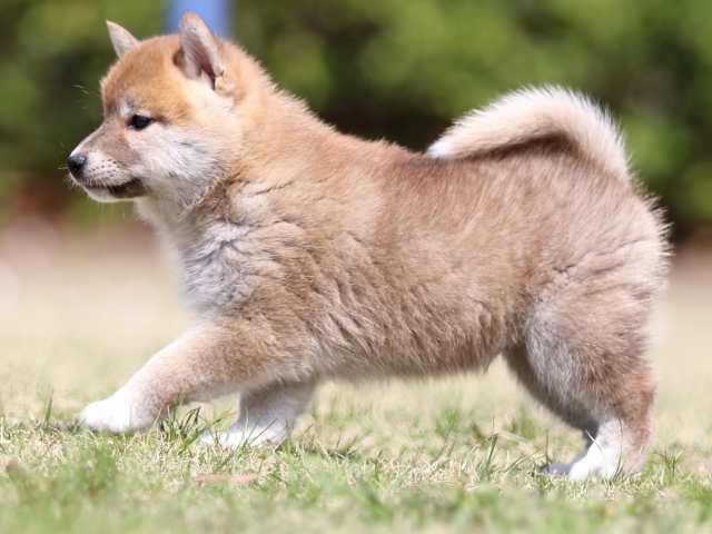 FP5A3506-puppy FP5A3506-puppy