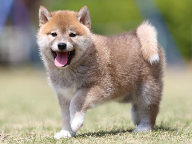 FP5A3527-puppy FP5A3527-puppy