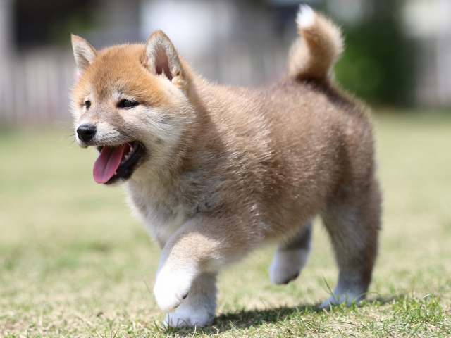 FP5A3549-puppy FP5A3549-puppy