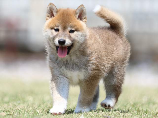FP5A3560-puppy FP5A3560-puppy