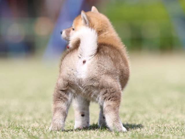 FP5A3572-puppy FP5A3572-puppy