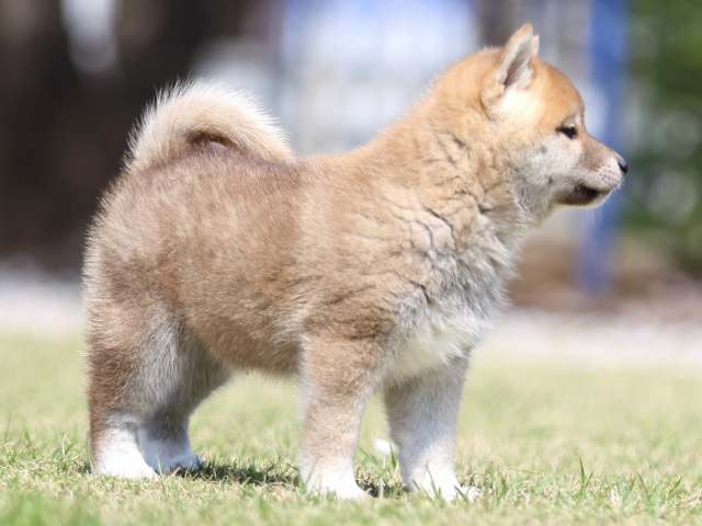 FP5A3577-puppy FP5A3577-puppy