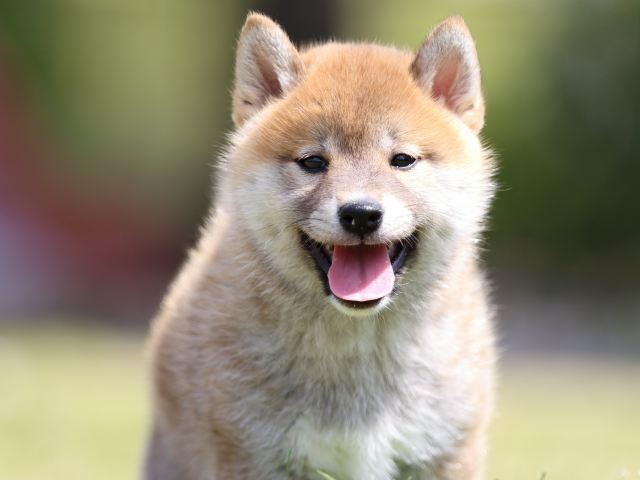 FP5A3589-puppy FP5A3589-puppy