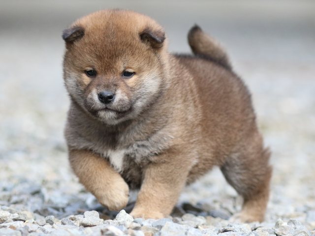 FP5A3708-puppy FP5A3708-puppy