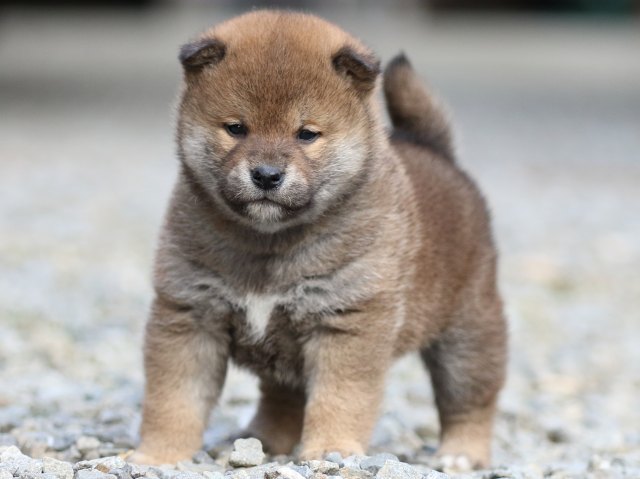 FP5A3712-puppy FP5A3712-puppy