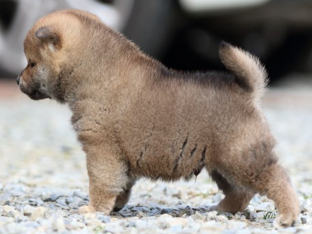 FP5A3720-puppy FP5A3720-puppy