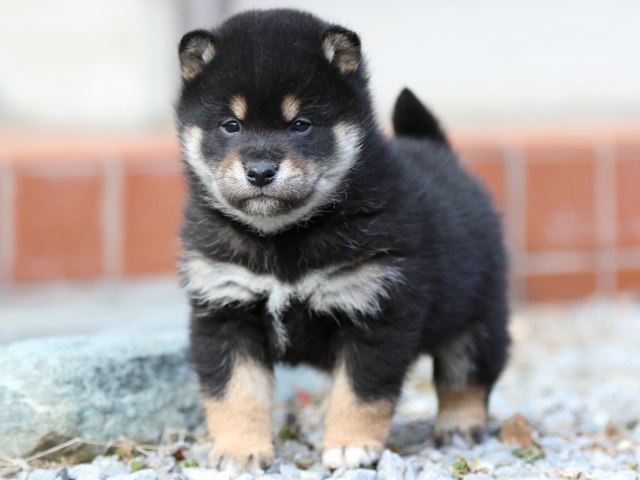 FP5A3735-puppy FP5A3735-puppy