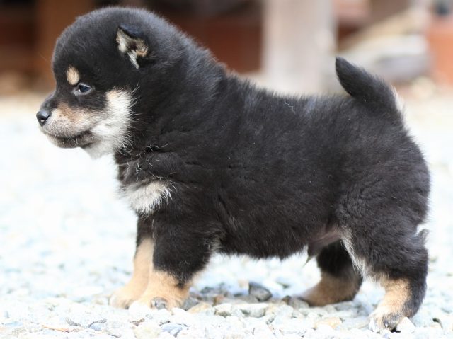 FP5A3794-puppy FP5A3794-puppy