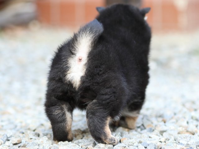 FP5A3798-puppy FP5A3798-puppy