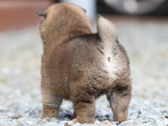 FP5A3799-puppy FP5A3799-puppy