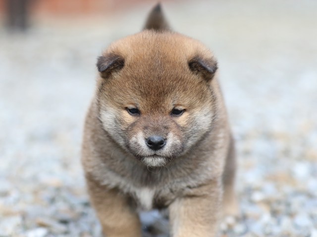 FP5A3826-puppy FP5A3826-puppy