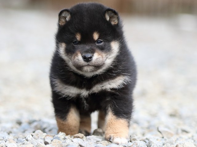 FP5A3921-puppy FP5A3921-puppy