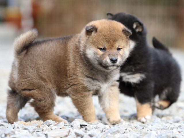 FP5A3947-puppy FP5A3947-puppy