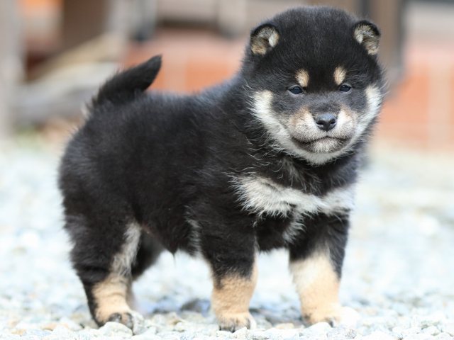 FP5A3977-puppy FP5A3977-puppy