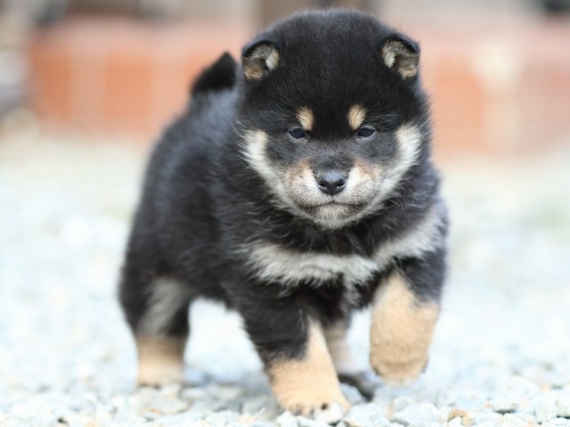 FP5A3984-puppy FP5A3984-puppy