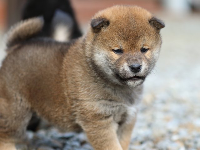 FP5A4001-puppy FP5A4001-puppy
