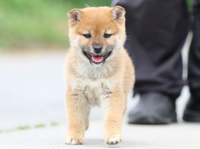 FP5A4007-puppy FP5A4007-puppy