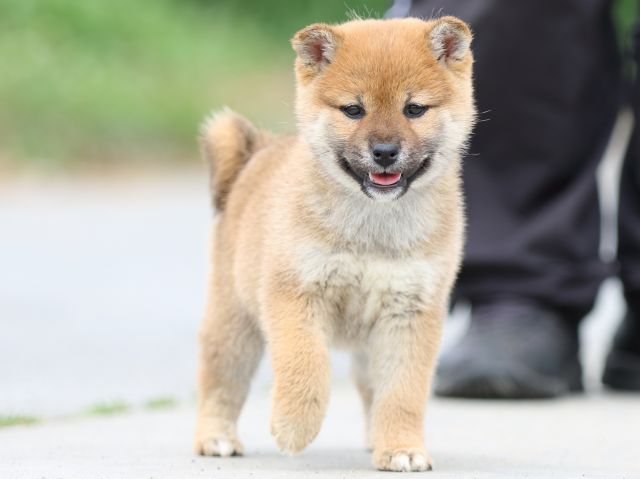 FP5A4009-puppy FP5A4009-puppy