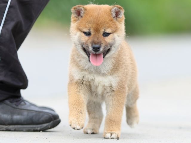 FP5A4010-puppy FP5A4010-puppy