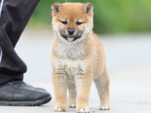 FP5A4018-puppy FP5A4018-puppy