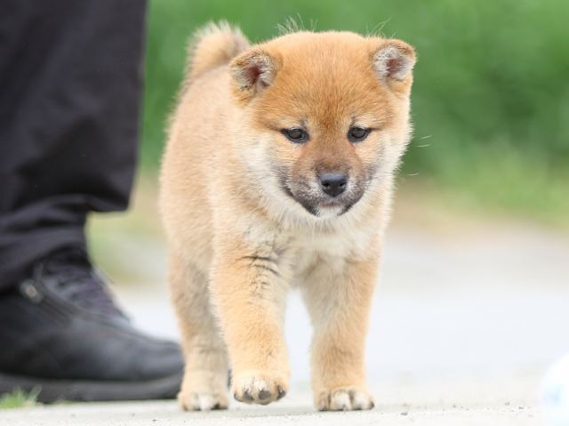 FP5A4023-puppy FP5A4023-puppy