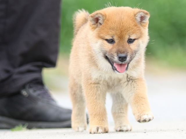 FP5A4024-puppy FP5A4024-puppy