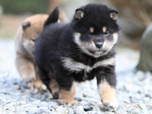 FP5A4048-puppy FP5A4048-puppy