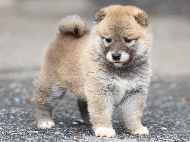FP5A4102-puppy FP5A4102-puppy