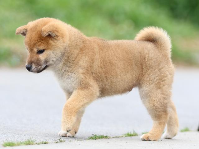 FP5A4103-puppy FP5A4103-puppy