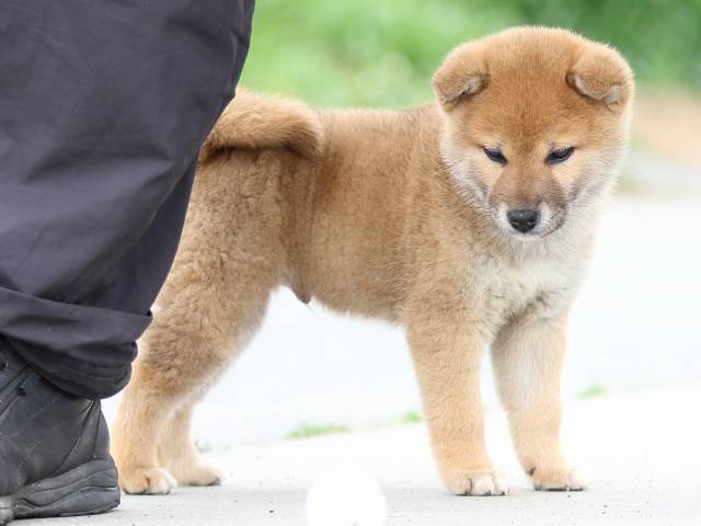 FP5A4130-puppy FP5A4130-puppy