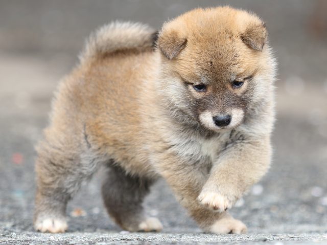FP5A4141-puppy FP5A4141-puppy