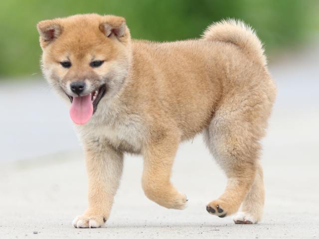 FP5A4174-puppy FP5A4174-puppy