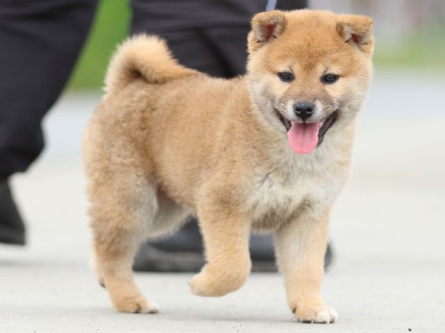 FP5A4182-puppy FP5A4182-puppy